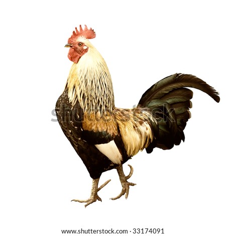 Black White Rooster Stock Photo 33655717 - Shutterstock