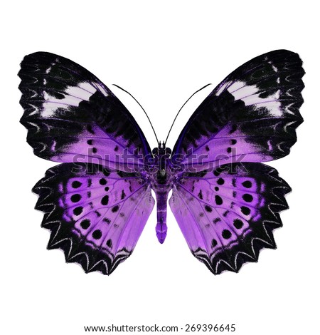 Purple Butterfly Stock Images, Royalty-Free Images & Vectors | Shutterstock