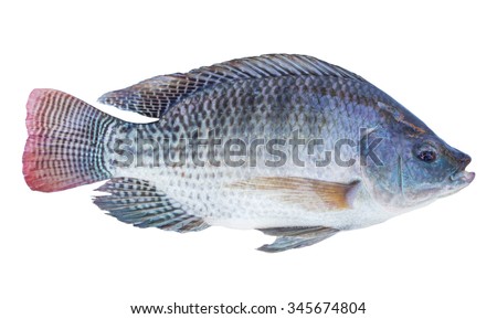 Nile Tilapia Fish Isolated On White Background With Clipping Path Nile Tilapia Fish Isolated On White Background With Clipping Path