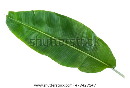 Banana Leaves Stock Images, Royalty-Free Images & Vectors | Shutterstock