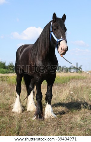 Shire horse Stock Photos, Images, & Pictures | Shutterstock