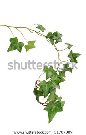 Ivy Stock Images, Royalty-Free Images & Vectors | Shutterstock