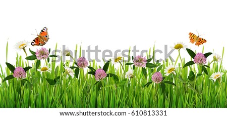 Grass Wild Flowers Border Butterflies On Stock Photo (Royalty Free ...