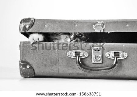 Oriental Cat Stock Photos, Images, & Pictures | Shutterstock