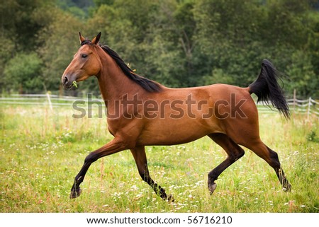 Horse Looking Back Stock Photo 103567247 - Shutterstock