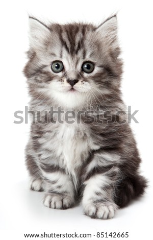 Grey kitten isolated on white