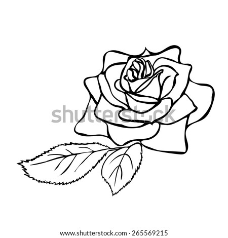 Bud Rose Tattoo Stock Photos, Images, & Pictures | Shutterstock