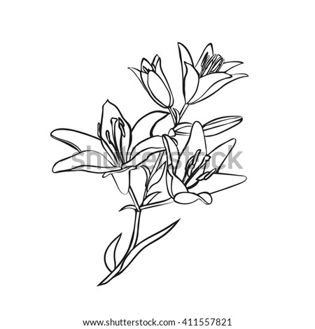 Lily Sketch Black Outline On White Stock Vector 411557815 - Shutterstock