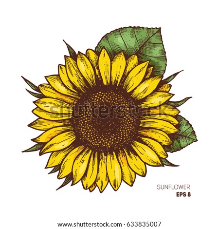 Download Sunflower Vintage Engraved Illustration Sunflower Isolated Stock Vector 633835007 - Shutterstock