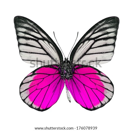 Pink butterfly Stock Photos, Images, & Pictures | Shutterstock