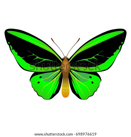 Green Butterfly Isolated On White Stock Photo 55366342 - Shutterstock