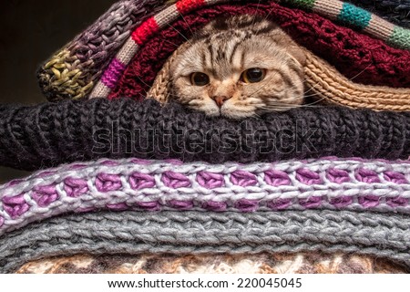 Angry Cat  Preparing Winter Wrapped Pile Stock Photo 