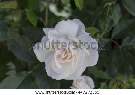 White Garden Rose Bush white rose tropical rose garden stock photo 554868751 - shutterstock White Garden Rose Bush white rose tropical rose garden stock photo 554868751 - shutterstock