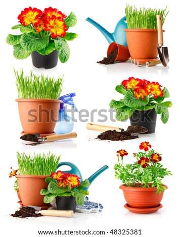 Red Flower Green Pots Stock Images, Royalty-Free Images & Vectors