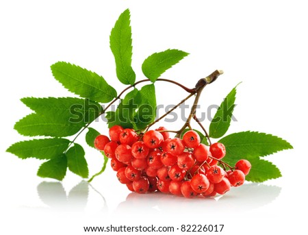 Ash leaf Stock Photos, Images, & Pictures | Shutterstock