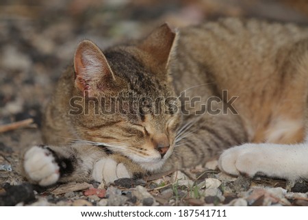 Sad Cat Stock Photos, Images, & Pictures | Shutterstock