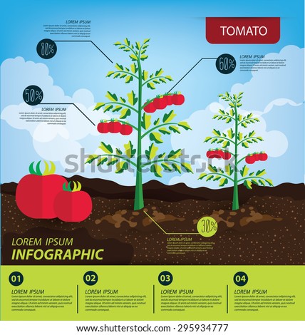 Tomato Infographics Vegetables Vector Illustration Stock Vector ...