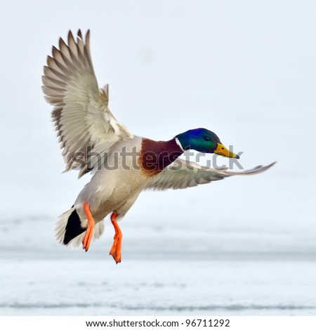 Duck Stock Images, Royalty-Free Images & Vectors | Shutterstock