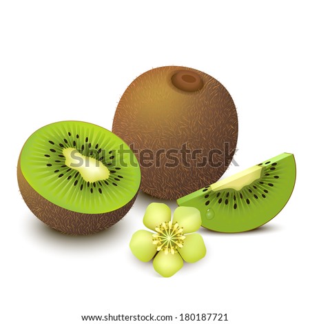 Whole kiwi fruit and his sliced segments with flower isolated on white background. Vector illustration.