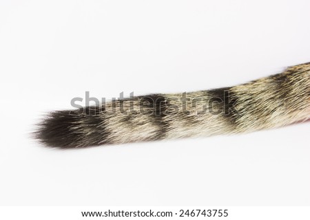 Cat Tail Stock Photos, Images, & Pictures | Shutterstock