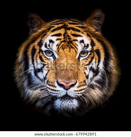 Tiger Face Stock Images, Royalty-Free Images & Vectors | Shutterstock