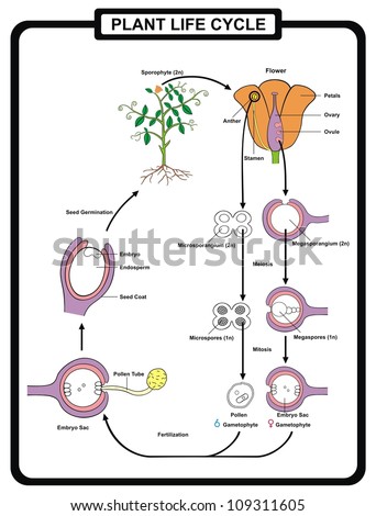 Plant Life Cycle Stock Images, Royalty-Free Images & Vectors | Shutterstock