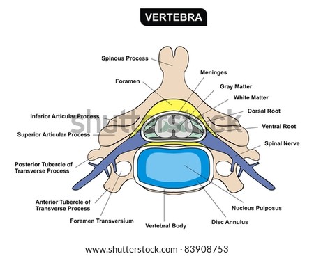 Spinal Cord Diagram Stock Images, Royalty-Free Images & Vectors