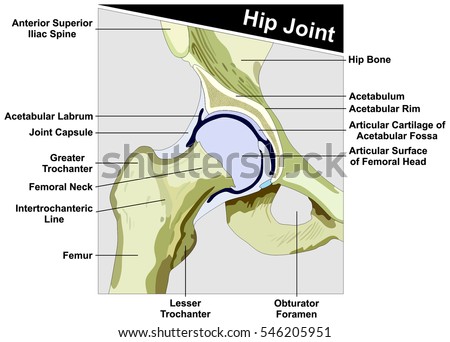 Femur Stock Images, Royalty-Free Images & Vectors | Shutterstock