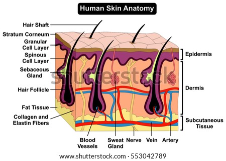 vectors of vector human skin anatomy vector human skin anatomy csp7339153 search clip anatomy stock photos royalty free images vectors vectors of vector human skin anatomy vector human skin anatomy csp7339153 search clip anatomy stock photos royalty free images vectors