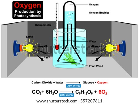 oxygen production lab What are the effects of light intensity on the rate of photosynthesis and oxygen production in plants science project elodea photosynthesis lab science project. oxygen production lab What are the effects of light intensity on the rate of photosynthesis and oxygen production in plants science project elodea photosynthesis lab science project.