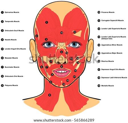 Vector Human Ear Anatomy Classification Outer Stock Vector 526857937
