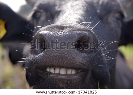 Những hình ảnh con bò đẹp nhất
