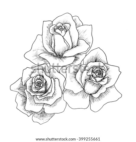 Bouquet Three Roses Isolated On White Stock Vector 103294526 - Shutterstock