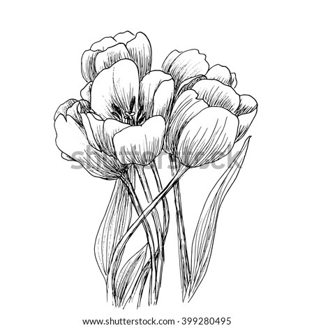 Head Tulip Black Ink Contour Drawing Stock Vector 465303872 - Shutterstock