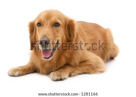 Toy Poodle Puppy Cut Large Red Stock Photo 13028155 - Shutterstock