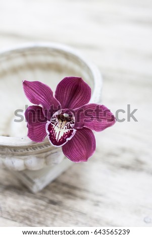 Orchid flower and green leaves background in garden. Orchid is considered the queen of flower in Thailand.