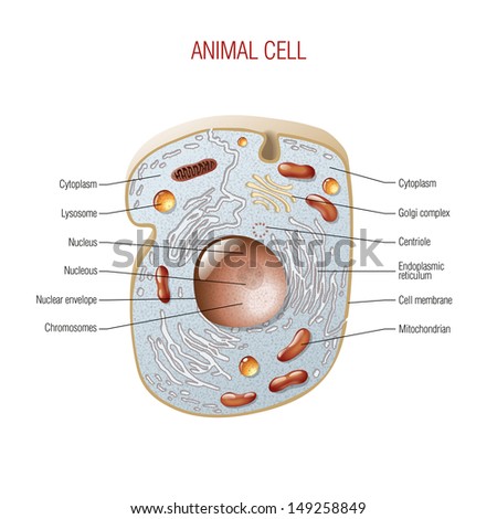 Human Animal Cell Cross Section Structure Stock Vector 213232894 ...