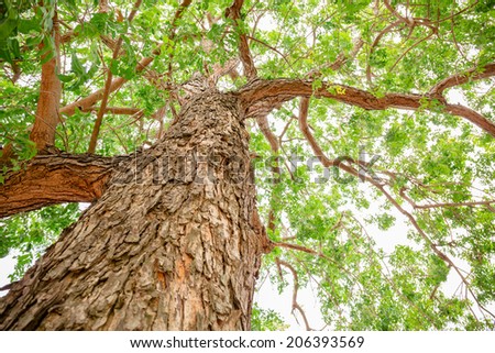 Neem tree essay