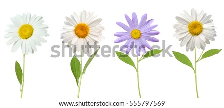 chamomile flower isolated