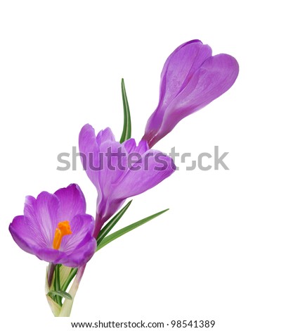Crocus Flower Stock Photos, Images, & Pictures | Shutterstock