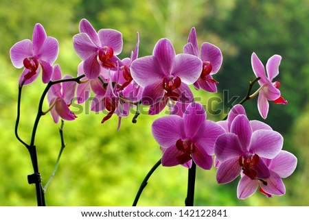 Orchids