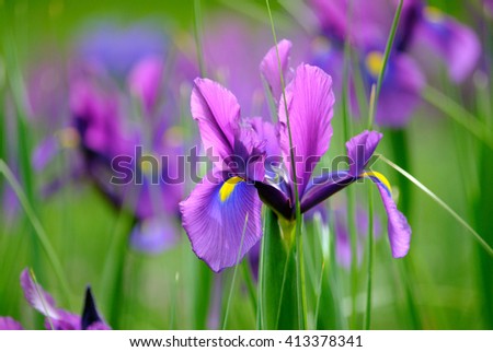 Iris Flower Stock Images, Royalty-Free Images & Vectors | Shutterstock