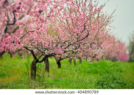 peach trees with flowers