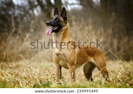 belgian shepherd rescue south africa belgian malinois stock images royalty free images u0026 vectors belgian shepherd rescue south africa belgian malinois stock images royalty free images u0026 vectors