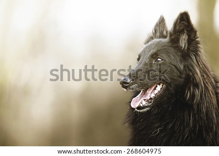 belgian shepherd groenendael puppies belgian shepherd stock images royalty free images u0026 vectors belgian shepherd groenendael puppies belgian shepherd stock images royalty free images u0026 vectors