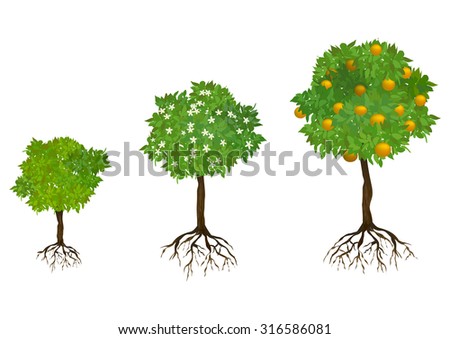 Fruit Tree Stock Images, Royalty-Free Images & Vectors | Shutterstock