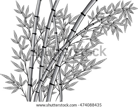 Vector Drawing Bamboo Stock Vector 552461665 - Shutterstock