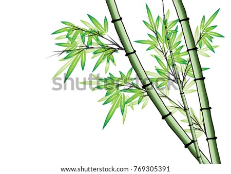 Bamboo Vector Drawing Stock Vector 769305391 - Shutterstock