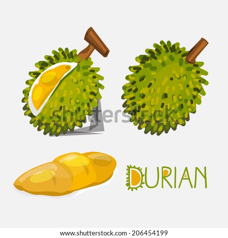 durian- vector illustration