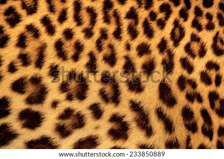 Leopard Skin Texture Background Stock Photo 203220922 - Shutterstock